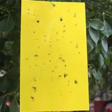 מדבקות צהובות לזבובים חרקים ויתושים